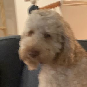 Meet your Posher, Sofia